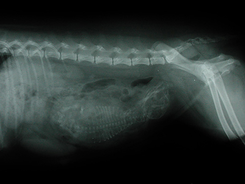 Tierhalter Infos - Kleintierpraxis am Uhlenhorst Tierhalter Infos - Kleintierpraxis am Uhlenhorst