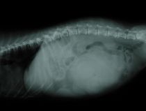 Abdomen Hund (Darmtumor) Abdomen Hund (Darmtumor)