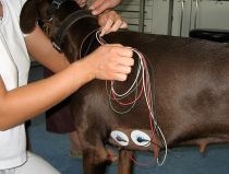 Holter-EKG Dobermann Holter-EKG Dobermann