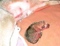 Wolfshundwelpe nach Kaiserschnitt Wolfshundwelpe nach Kaiserschnitt