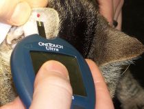 Blutzuckermessung Katze (Diabetes) Blutzuckermessung Katze (Diabetes)