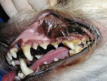 Zahnstein & Zahnfleischentzündung (Hund) Zahnstein & Zahnfleischentzündung (Hund)