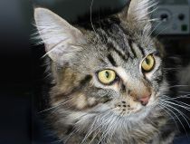 Schilddrüsenüberfunktion Katze Schilddrüsenüberfunktion Katze