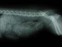 Einlingsträchtigkeit Hund (65.Tag) Einlingsträchtigkeit Hund (65.Tag)