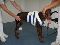 Holter-EKG Dobermann Holter-EKG Dobermann