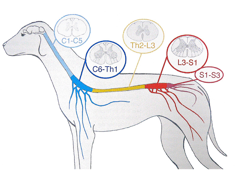 Neurologie Kleintierpraxis am Uhlenhorst