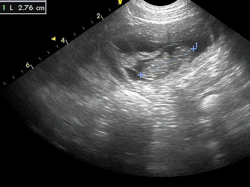 Ultraschall Abdomen Kleintierpraxis Am Uhlenhorst
